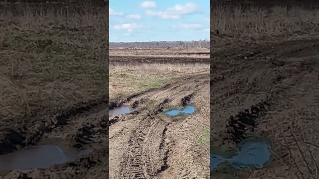 Разведка по гусю. Обозначил место для скрадков.