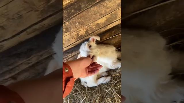 козлята витамины 💊 и другие дела