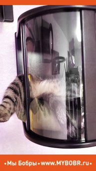Счастливые котики на своем собственном котодроме от Мы Бобры