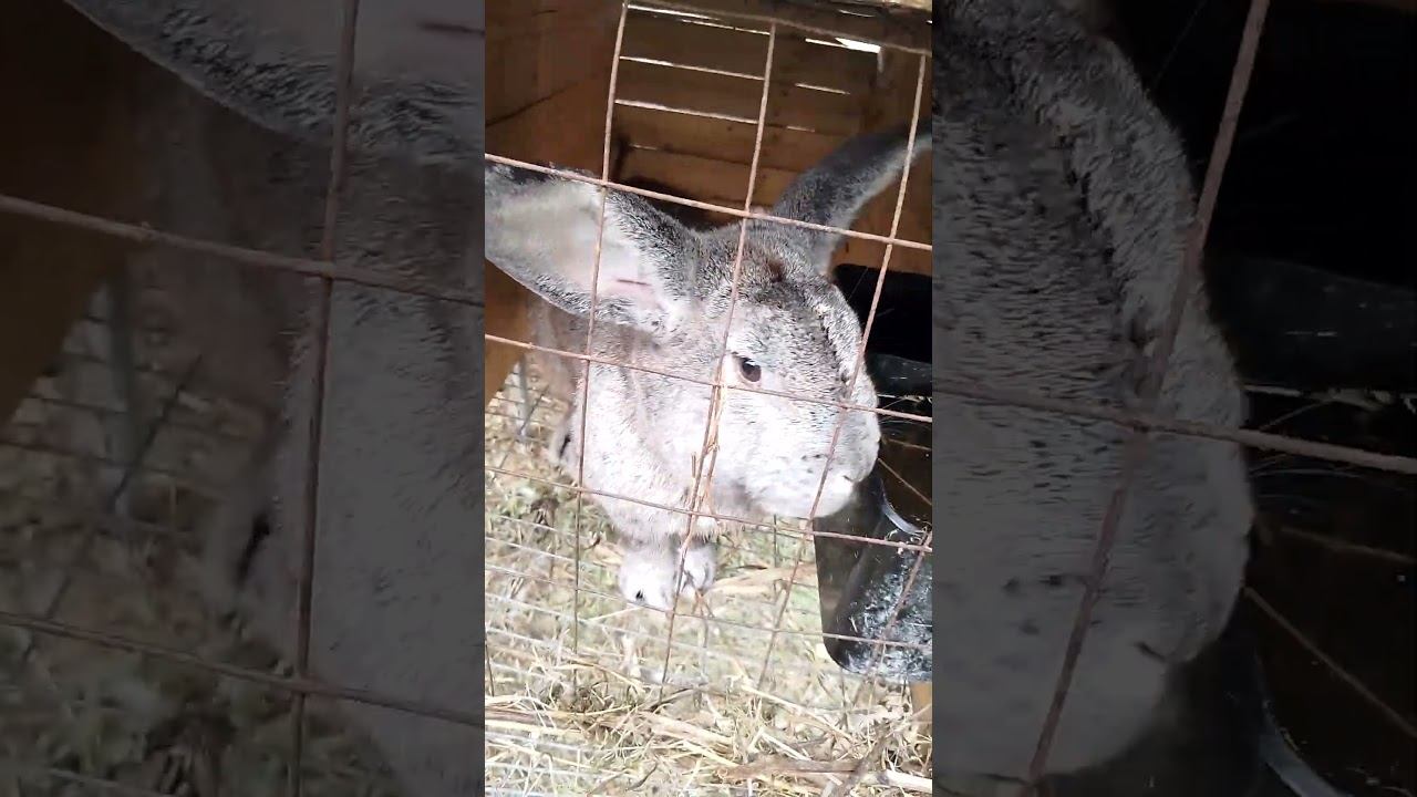 Кролики России.Одинокий бродяга. #bunny #rabbitry #animals #rabbitfarming #cuteanimals #cute #rabbit