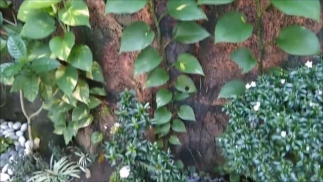 Front Garden Ideas - Wow It is Big Pothos Plant