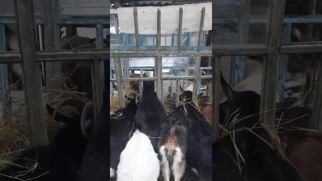 Ну вот и новый год.