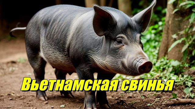 Вьетнамская свинья