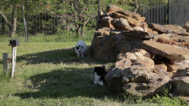 Chasing Cats & Kids
