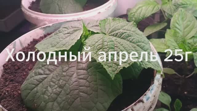 Холодный Апрель 25г