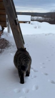 Барсюша. Милые котики.