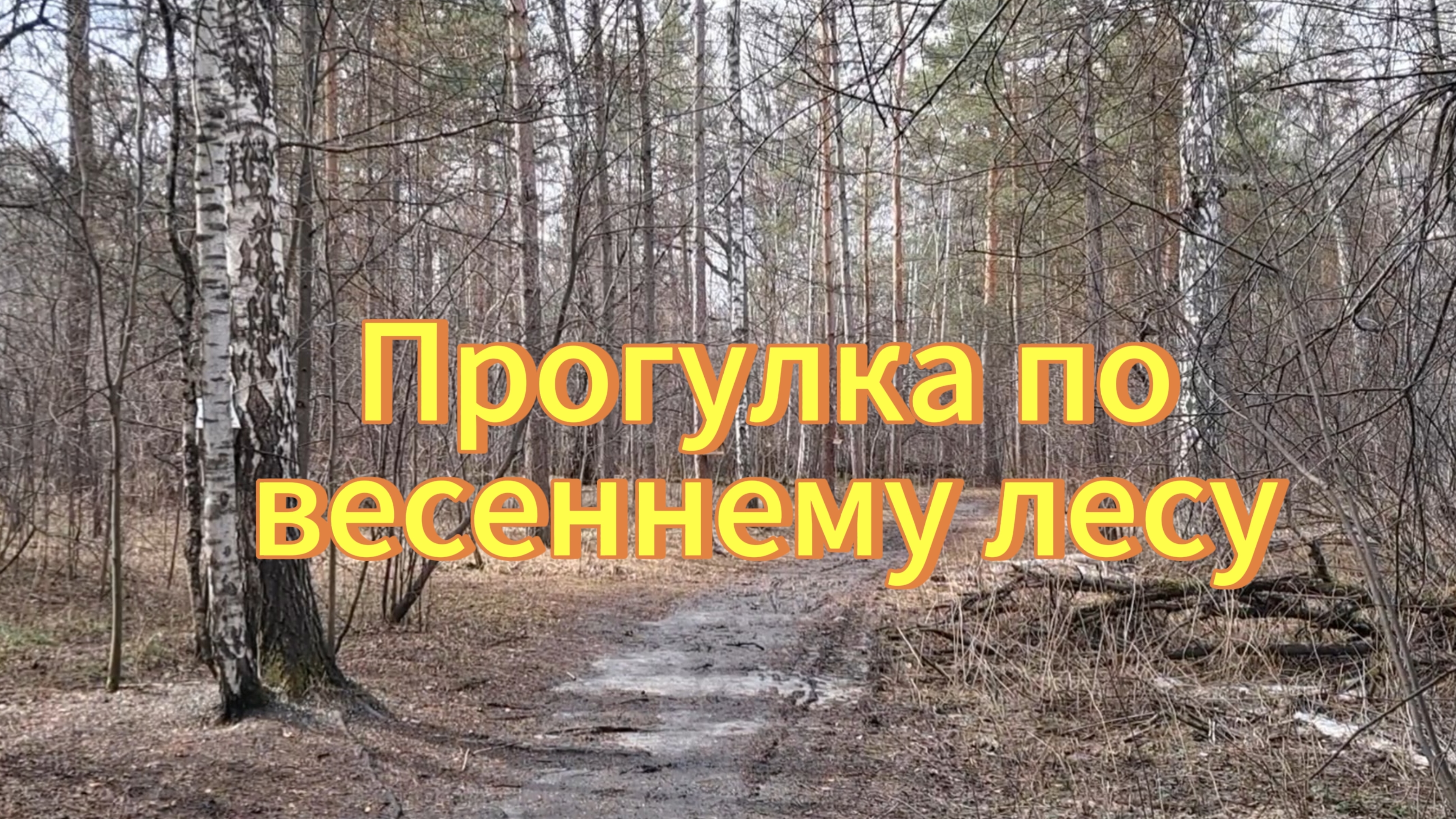 Прогулка по весеннему лесу. птицы поют, белки бегают. Новосибирский дендропарк.
