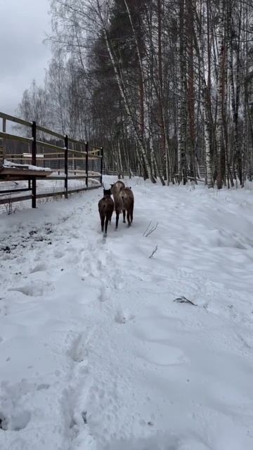 🦌Северных оленей привезли в национальный парк «Лосиный остров»🦌