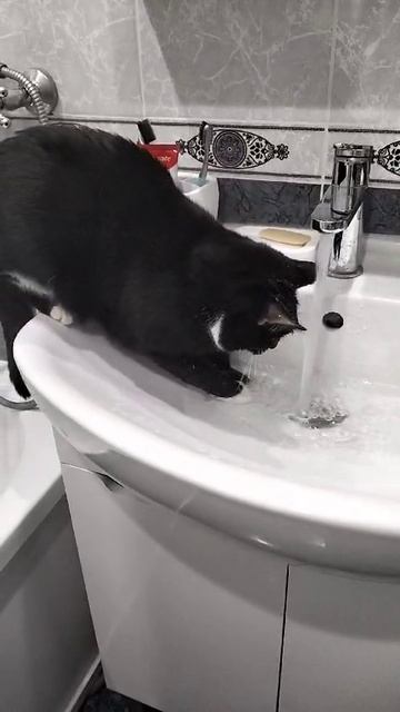 Когда кот любит воду))