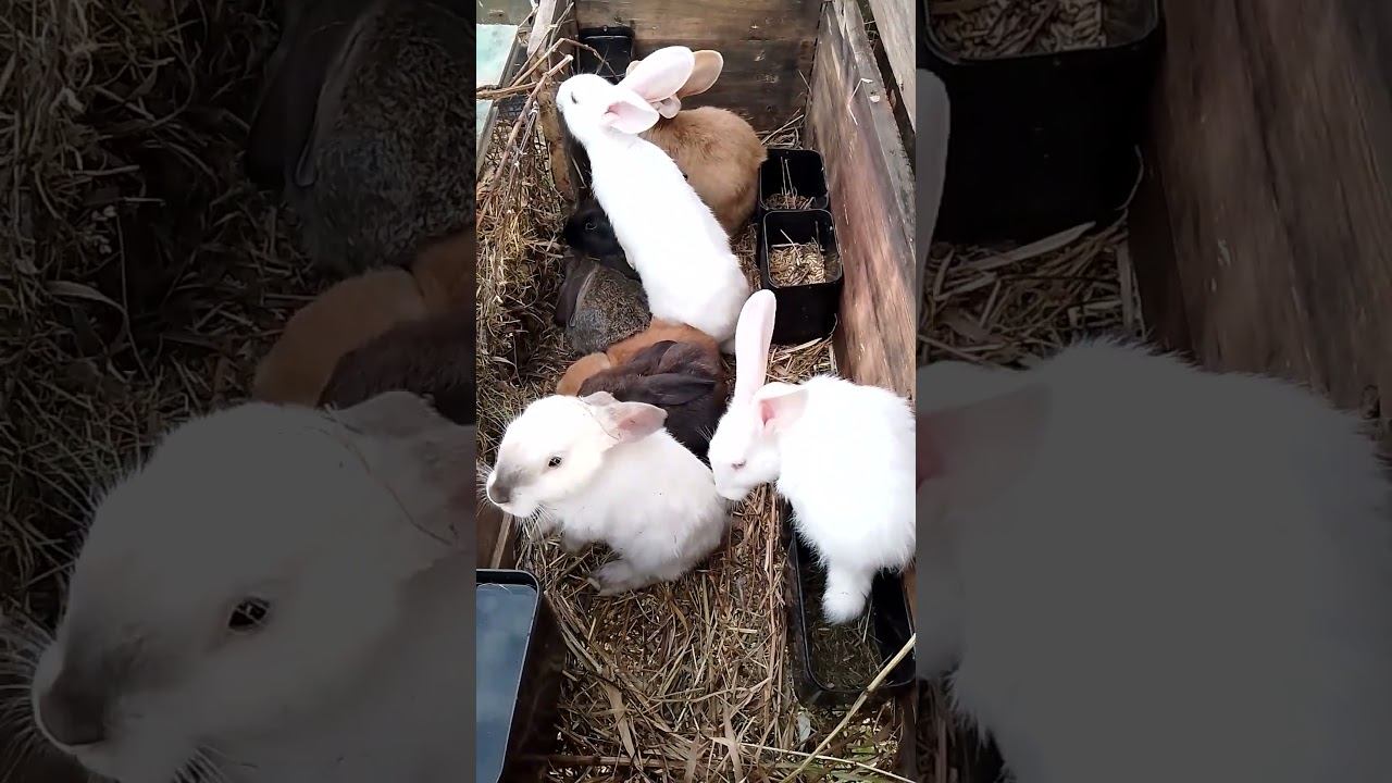 Кролики России. Переполох. #bunny #rabbitry #animals #rabbitfarming #rabbitbreeds #cute #rabbit