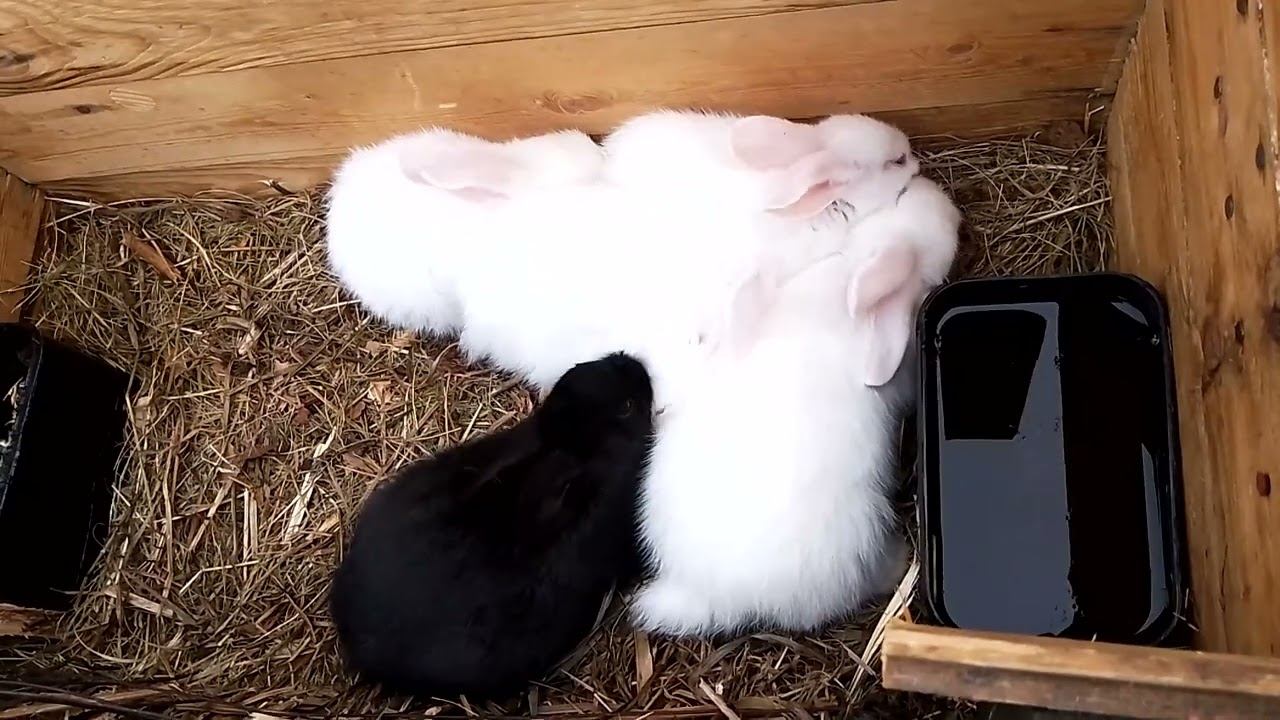 Кролики России.Поделись.#animals #cute #rabbit #cuteanimals #rabbitfood #rabbitfarming #cuteanimals