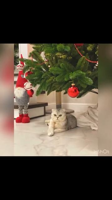 Питомник Шотландских шиншилловых кошек furrylove