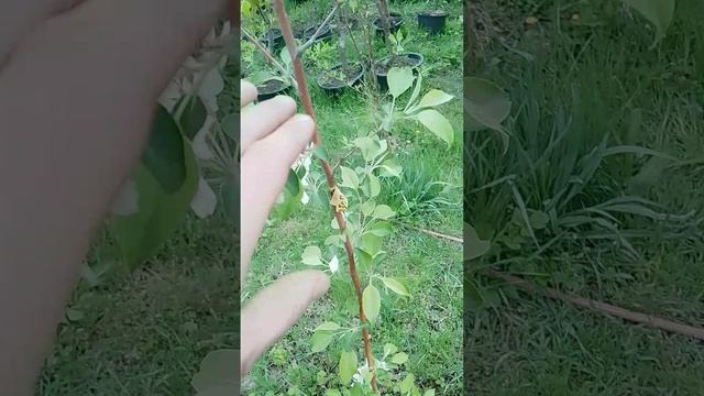 05.04.2025 яблоня Розовый закат