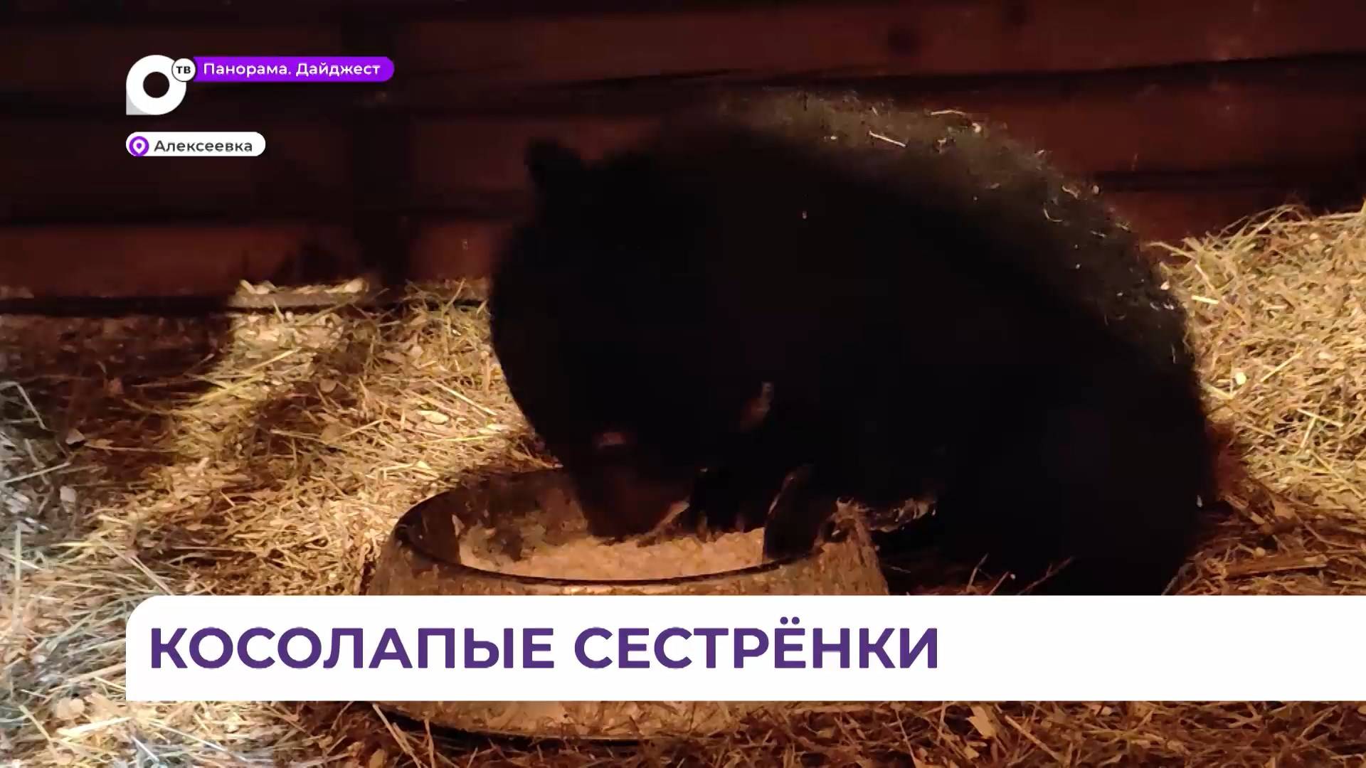 Найденных в Пожарском районе малышек-медвежат поднимают на ноги в центре «Тигр»