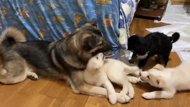 08-04-2025 якутята мушкетеры