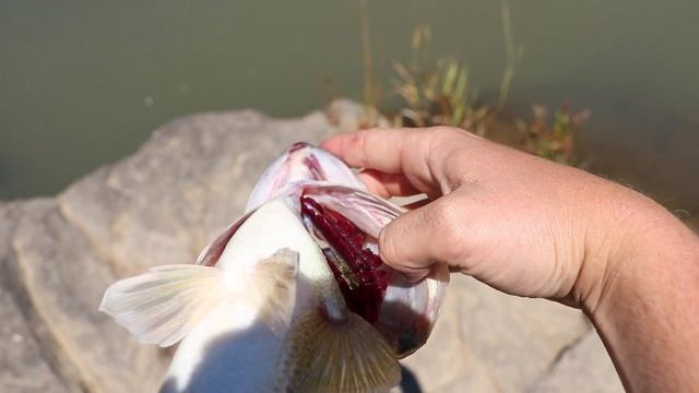 How To Weigh Fish Using The ConnectScale