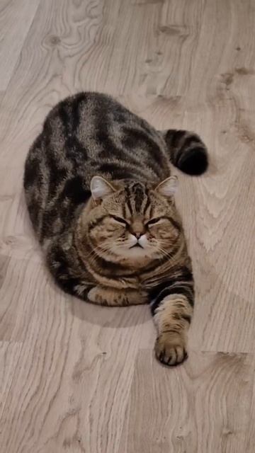 Колыбельная от котика.
