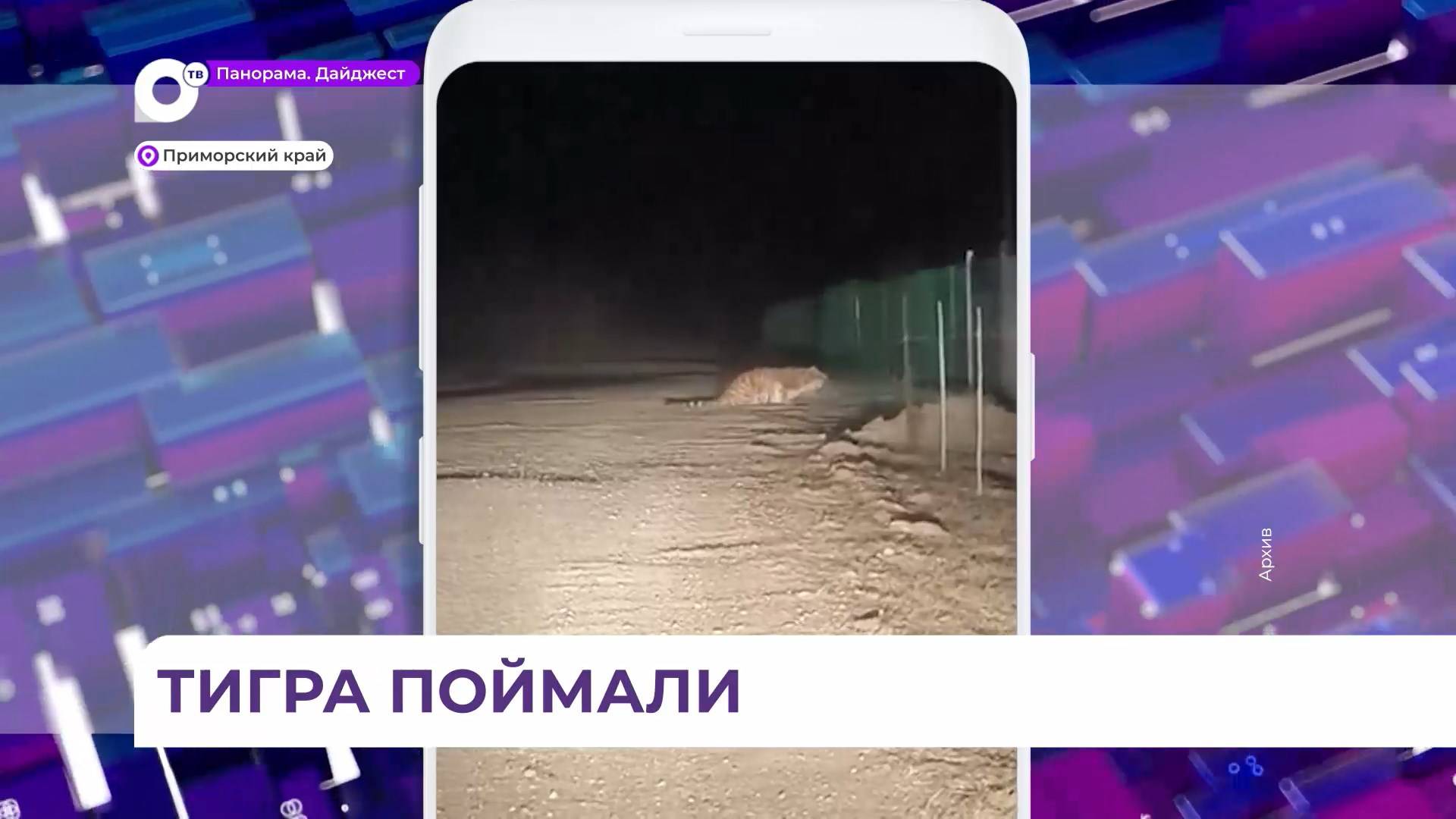 Конфликтного тигра поймали в окрестностях села Маргаритово Ольгинского района