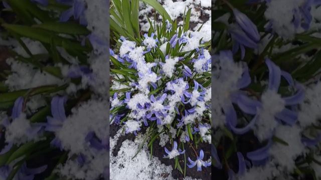 08-04-2025 Мааать честная...! Сколько же весна навалило...!