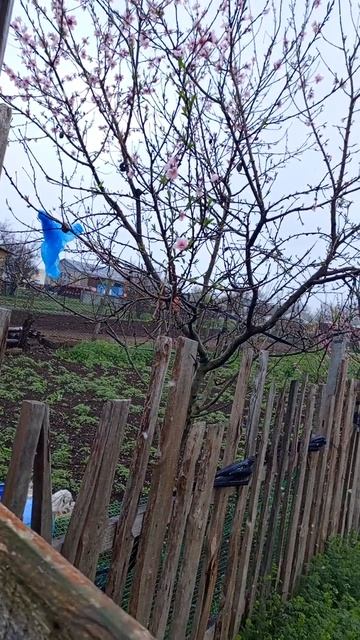 Зацвели персики пошел снег🫨