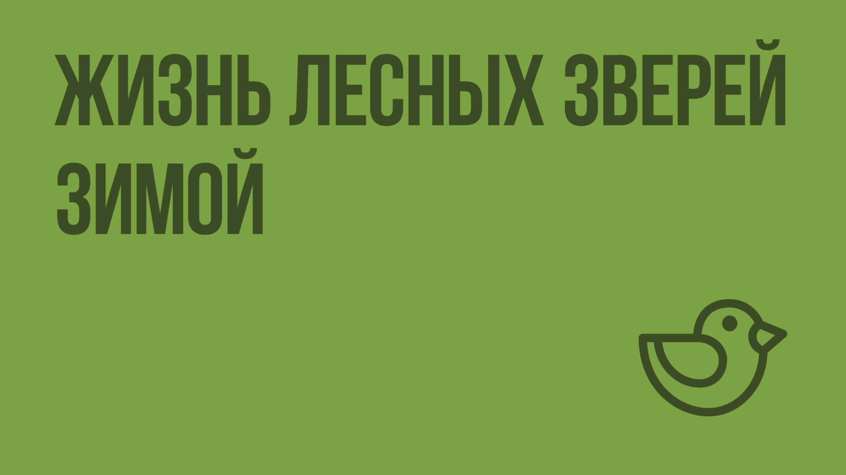 Жизнь лесных зверей зимой. Видеоурок по окружающему миру 1 класс