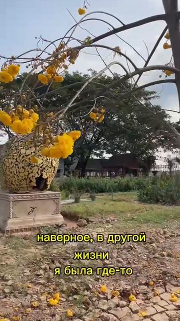 Цветы ЮВА