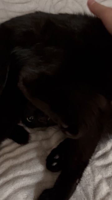 Как убрать кота? Если он не убирается.