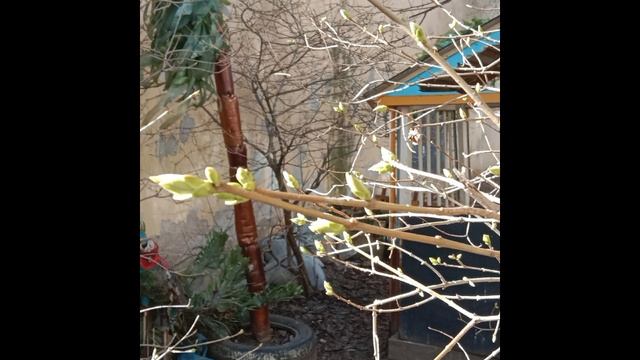 В Петербурге приближается весна , затем лето