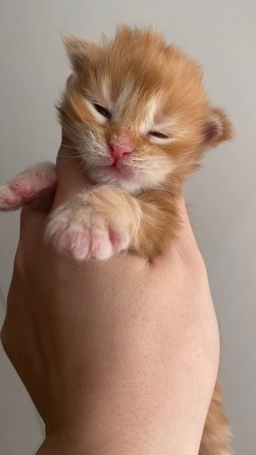 Котята мейн-кун