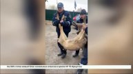 Застрявшую в заборе детского сада косулю спасли в Иркутске