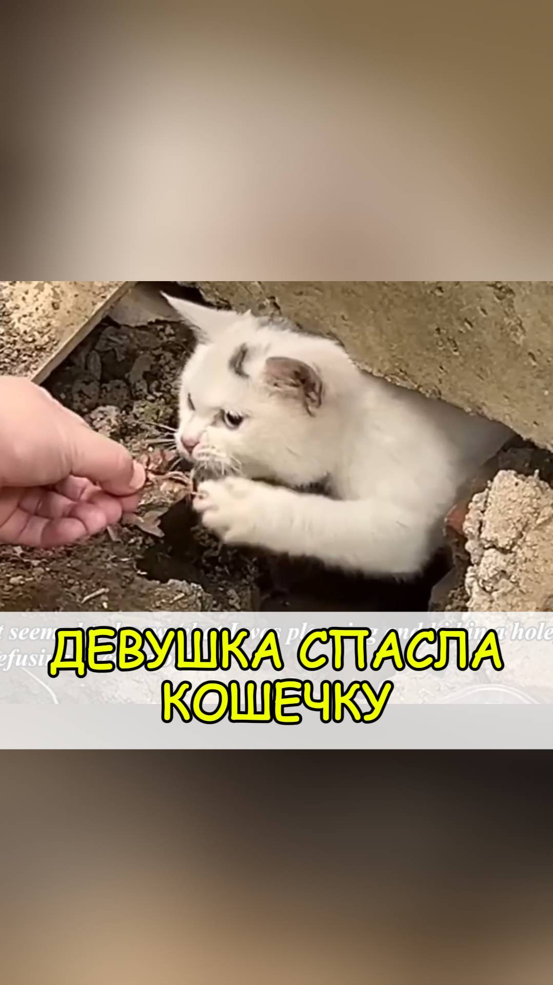 Кошка со сломанной лапкой прячется в норке.