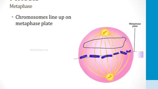 Hematology - 4. Cancer Drugs - 4.Microtubule Inhibitors atf