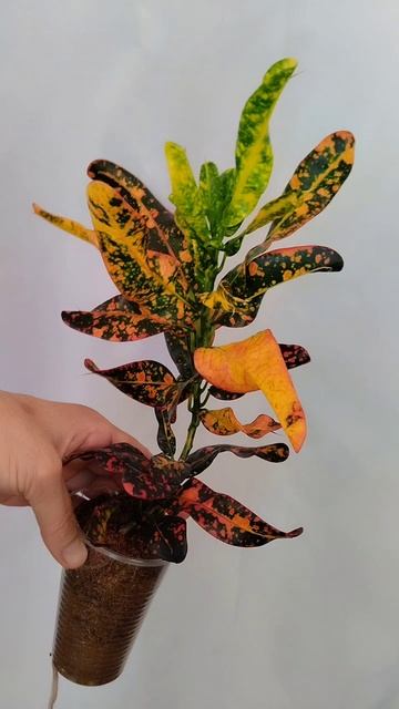 кротон bush of fire,🔥куст в огне