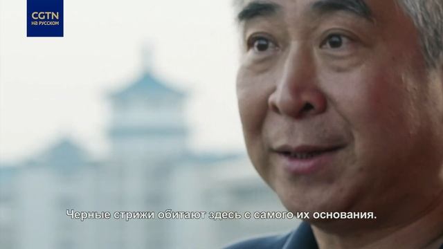 Пекинские стрижи