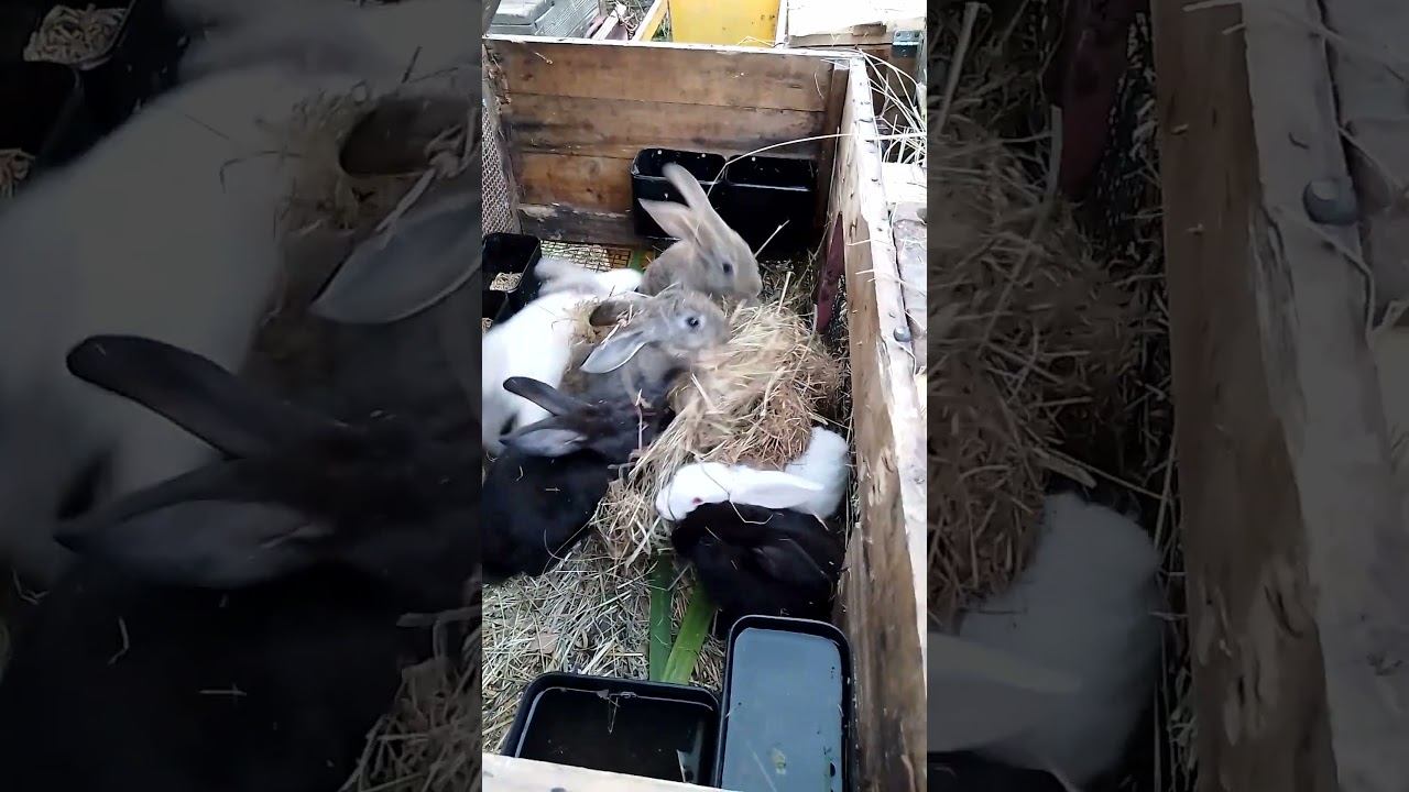 Кролики. Зайцы.#rabbitfood #rabbitry #animals #rabbitfarming #cute #bunny #cuteanimals #rabbit #pets