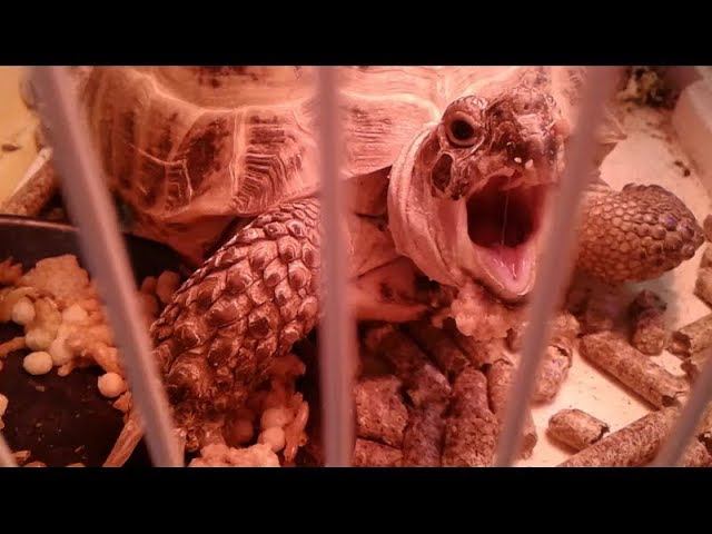 Вы видели как зевает черепаха  #turtle #черепаха #мойпитомец #mypet #funnyanimals #смешныеживотные