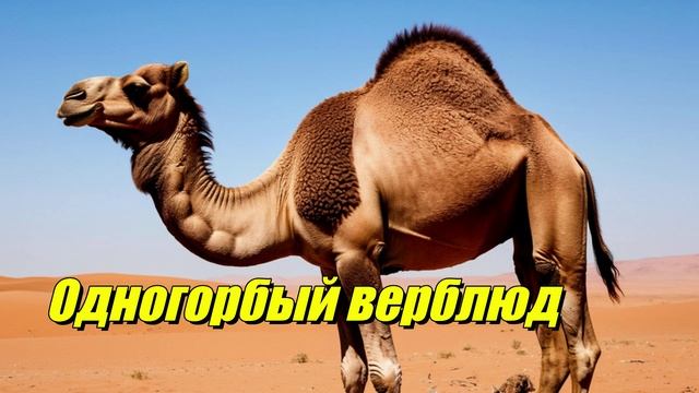 Одногорбый верблюд