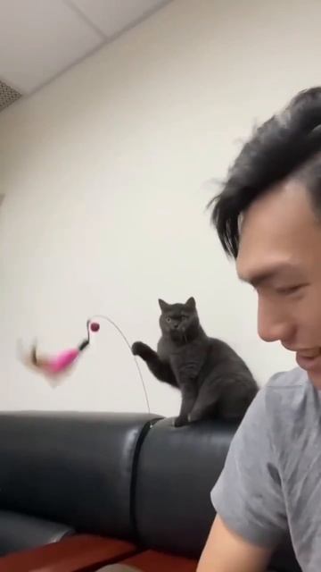 кот играет со своим человеком