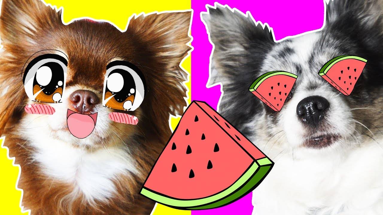Миша с Юми Чу нашли неожиданный сюрприз! 🍉🎁