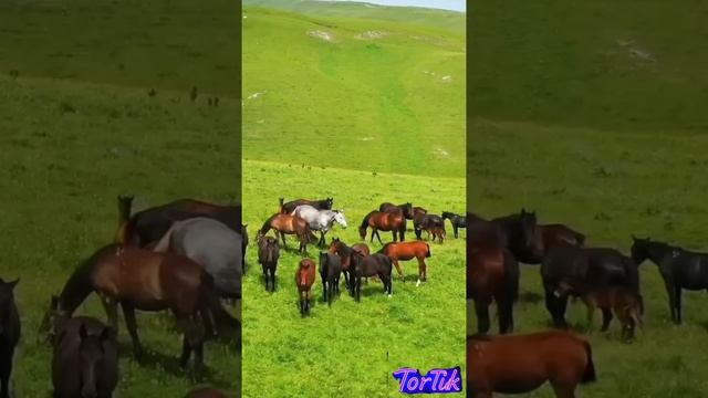 С днём  рождения  .mp4