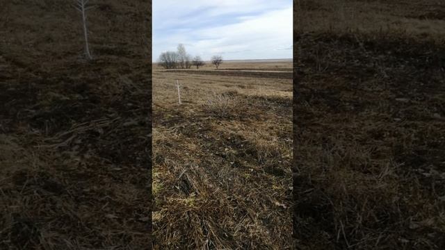 Мартовская побелка деревьев от солнечных ожогов