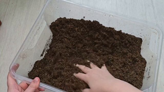МАЛО КТО ЗНАЕТ ЧТО РАССАДА ОГУРЦОВ, таким способом растет крепкая, коренастая и здоровая