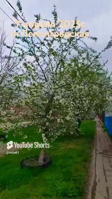 Один раз в год сады цветут#кубань#2025#весна
