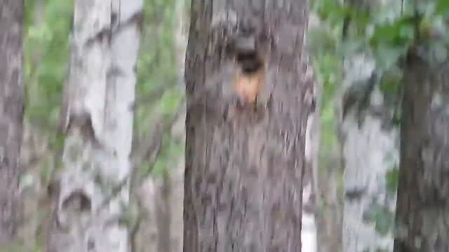 Как поет дятел ?