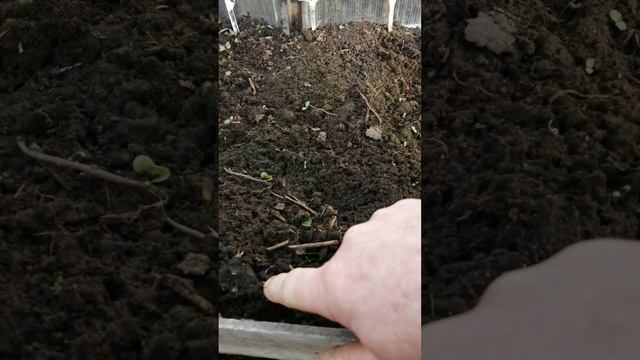 Мартовские всходы и посадки в теплице