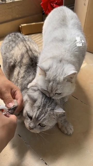 Предатель