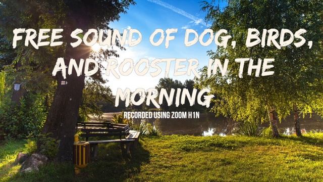 FREE SOUND OF BIRDS, DOG, ROOSTER IN THE MORNING AT THE FARM
