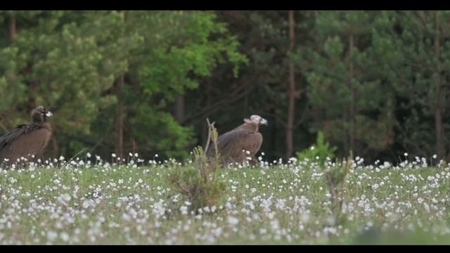 Черный гриф, автор А.Большаков