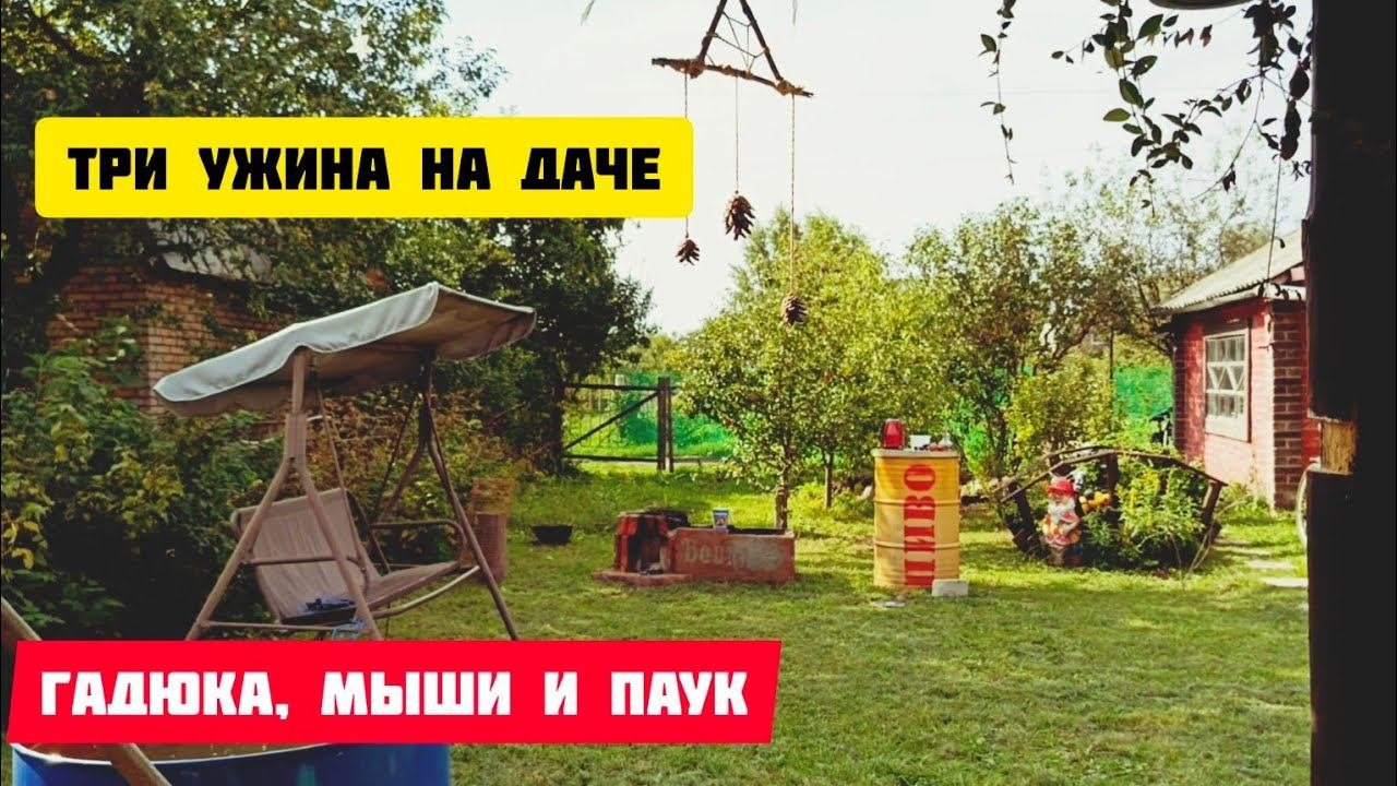 Нападение на дачу мышейгадюки и паука.Три ужина на даче.