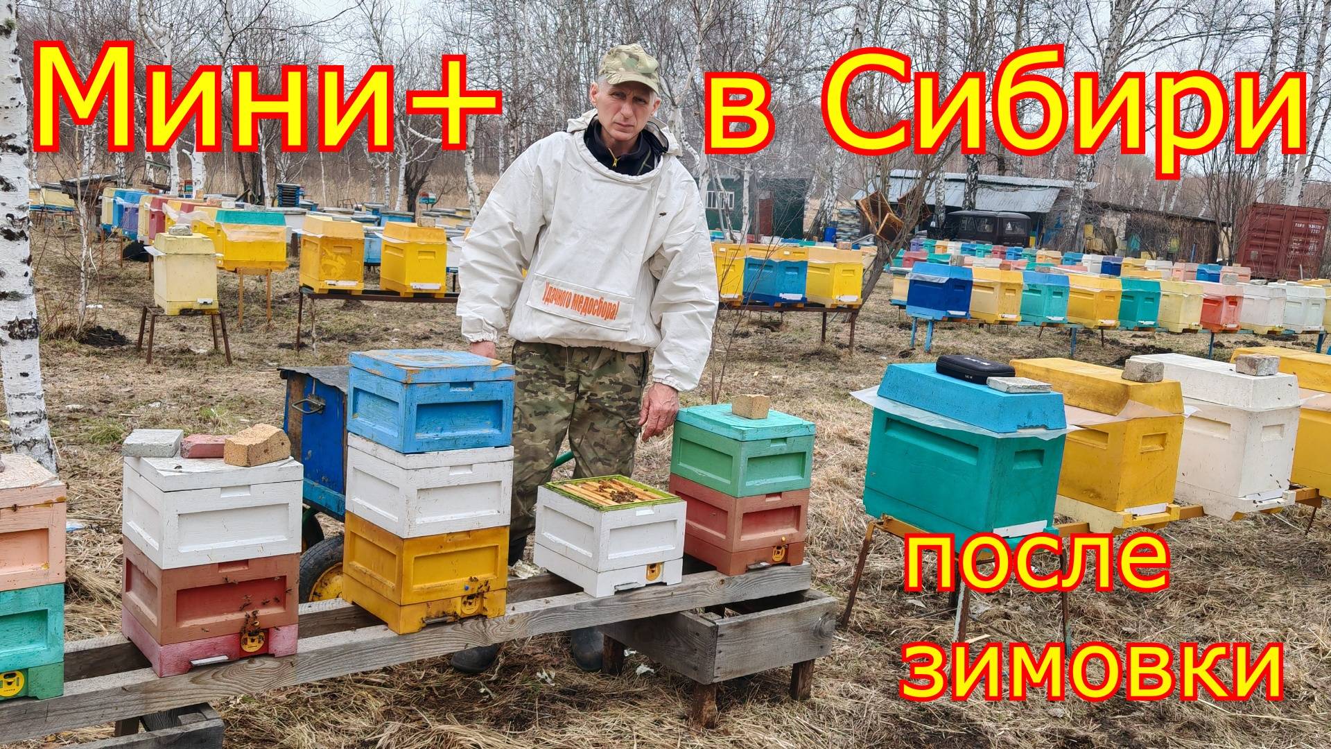 Нуклеусы МИНИ+ в СИБИРИ после зимовки!  СТИМУЛЯЦИЯ семей, первая пыльца!